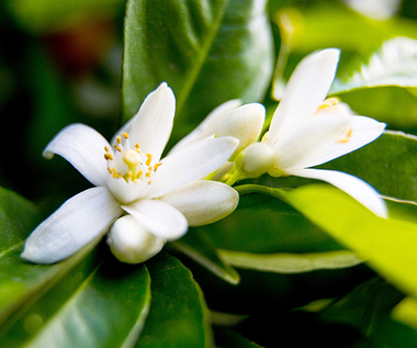 Neroli