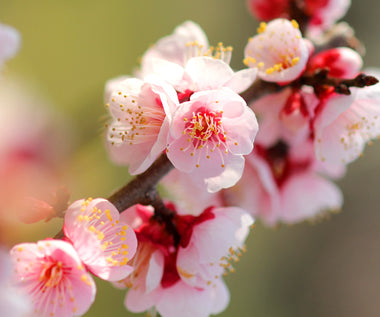 Plum Blossom